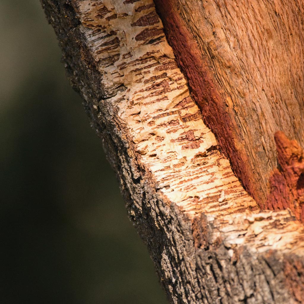 Korkeiche Detail von Korkrinde