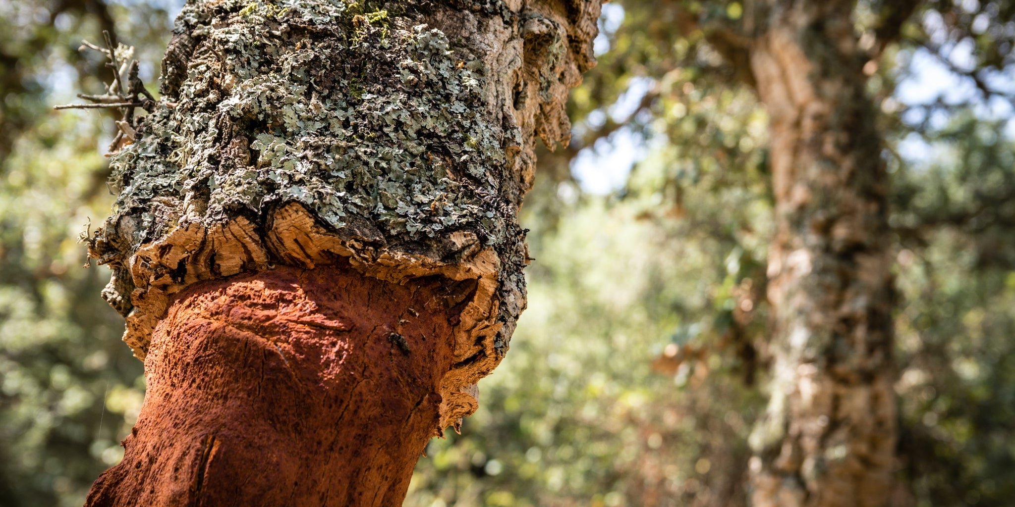 Korkrinde in Korkwald