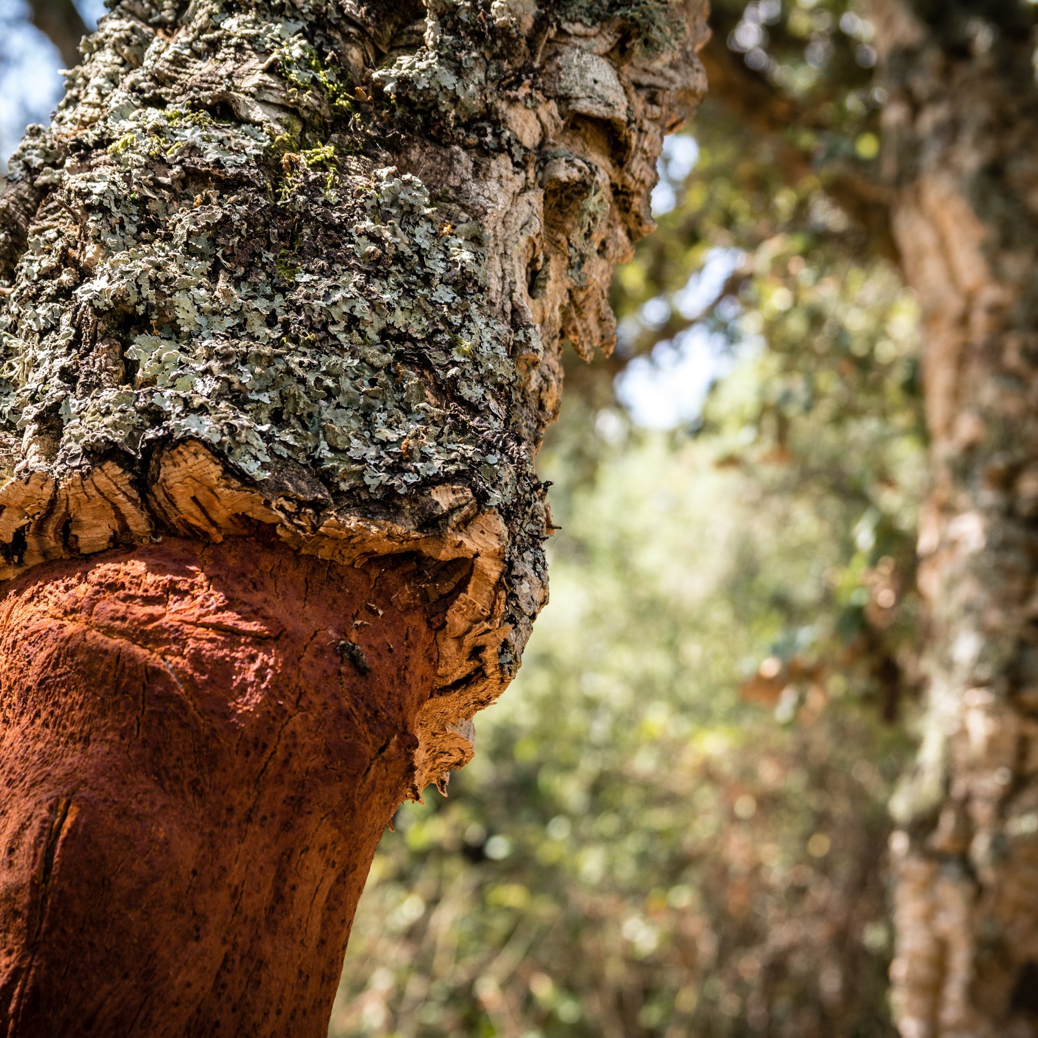 Korkbaum in Korkwald Portugal